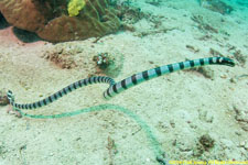 sea krait